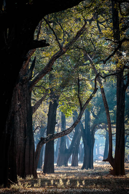 Wildlife image from a photo safari with edward selfe.