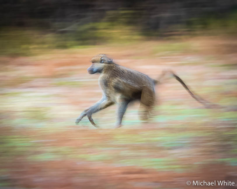 Mike white’s image of wildlife from photo safari with edward selfe in zambia.