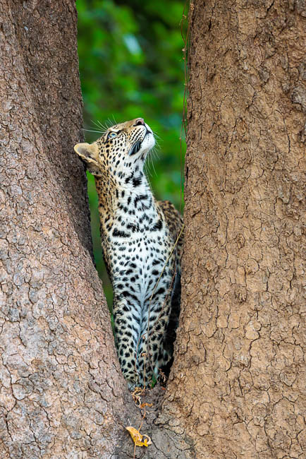 Images of wildlife from photo safari with edward selfe in the south luangwa np.