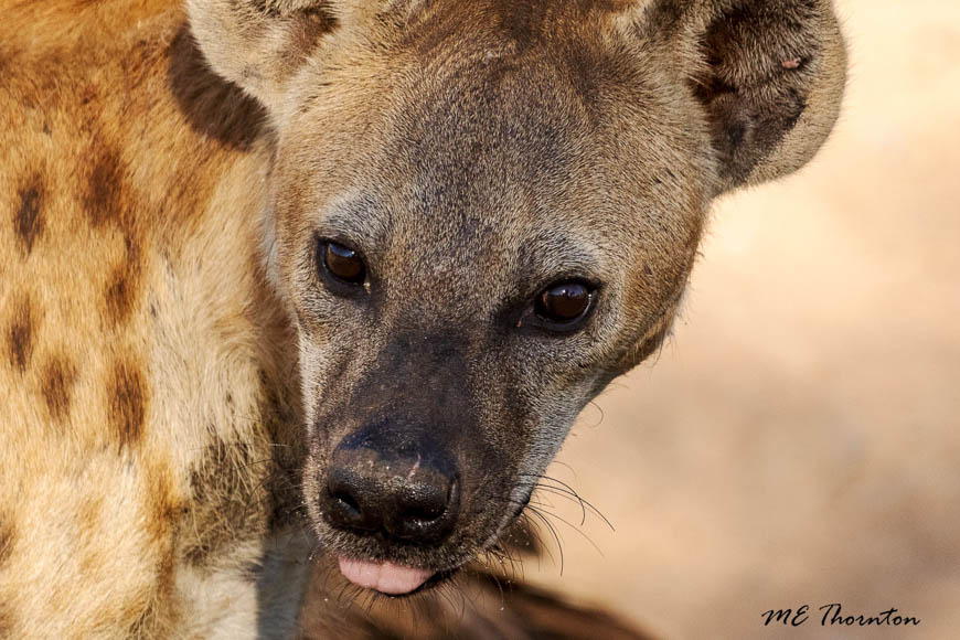 Wildlife image by michael thornton from photo safari in south luangwa with edward selfe.