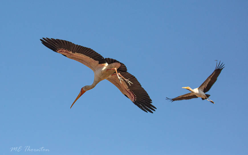 Wildlife image by michael thornton from photo safari in south luangwa with edward selfe.