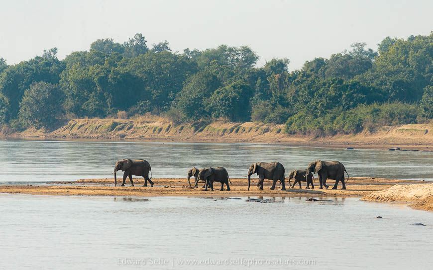 Wildlife image from photo safari with edward selfe in south luangwa national park.