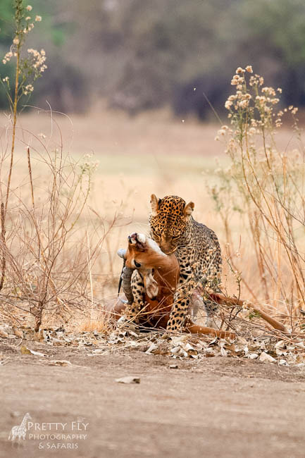 Wildlife image from photo safari with edward selfe in south luangwa national park.