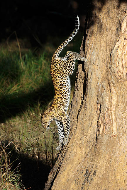 Images of wildlife from photo safari with edward selfe in zambia.