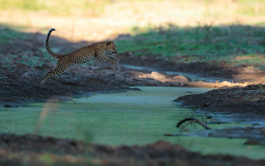 Images of wildlife from photo safari with edward selfe in south luangwa.