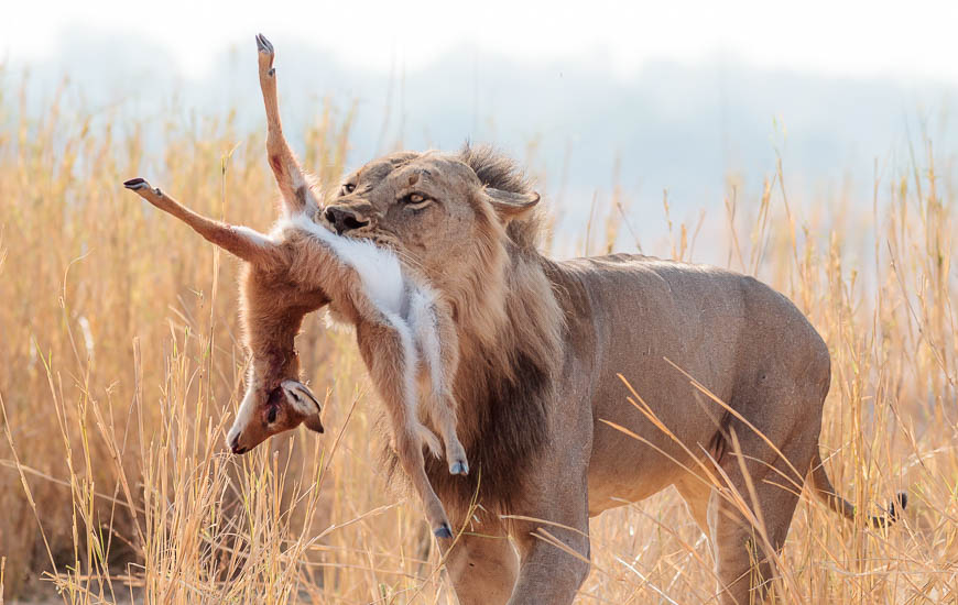 Wildlife image from photo safari with edward selfe in south luangwa national park.