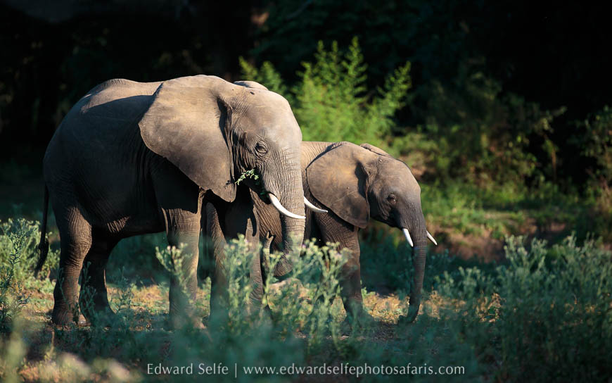 Wildlife image from photo safari with edward selfe.