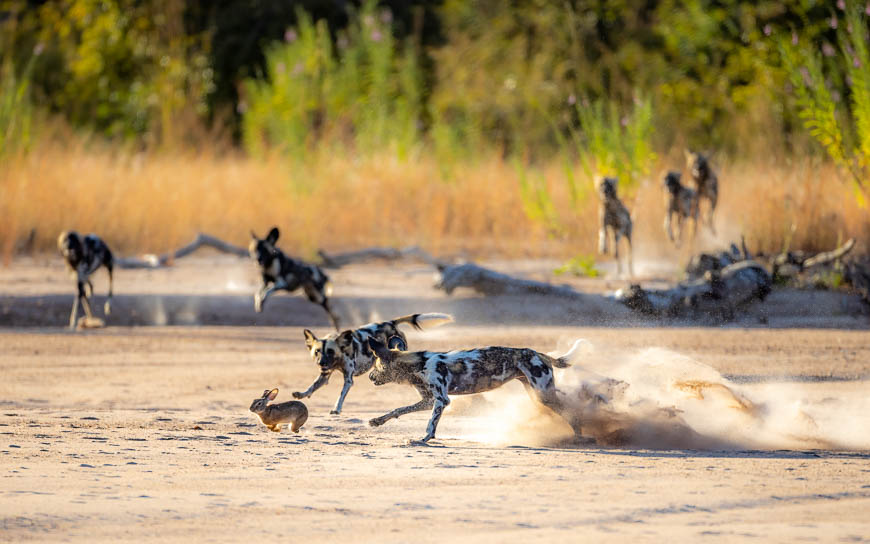 Images of wildlife from photo safari with edward selfe in south luangwa.