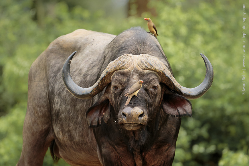 A Cape Buffalo tolerates the presence of a Red-billed Oxpecker on his muzzle.