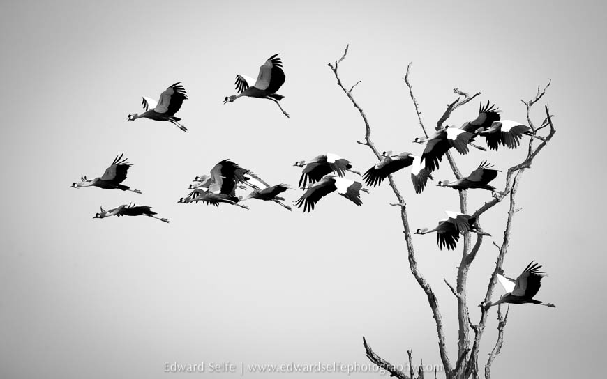 A pair of Crowned Cranes in South Luangwa National Park