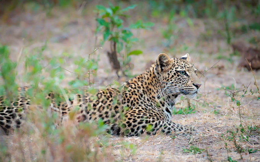 Images of wildlife from photo safari with edward selfe in the south luangwa np.
