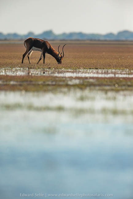 Wildlife image from a photo safari with edward selfe.