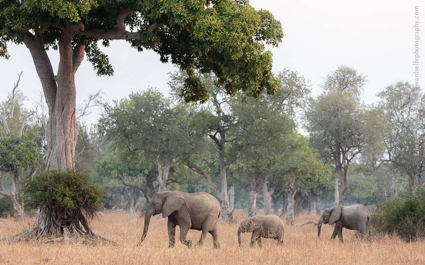 A cow elephant leads her herd to new feeding grounds under a Zambezi fig tree.