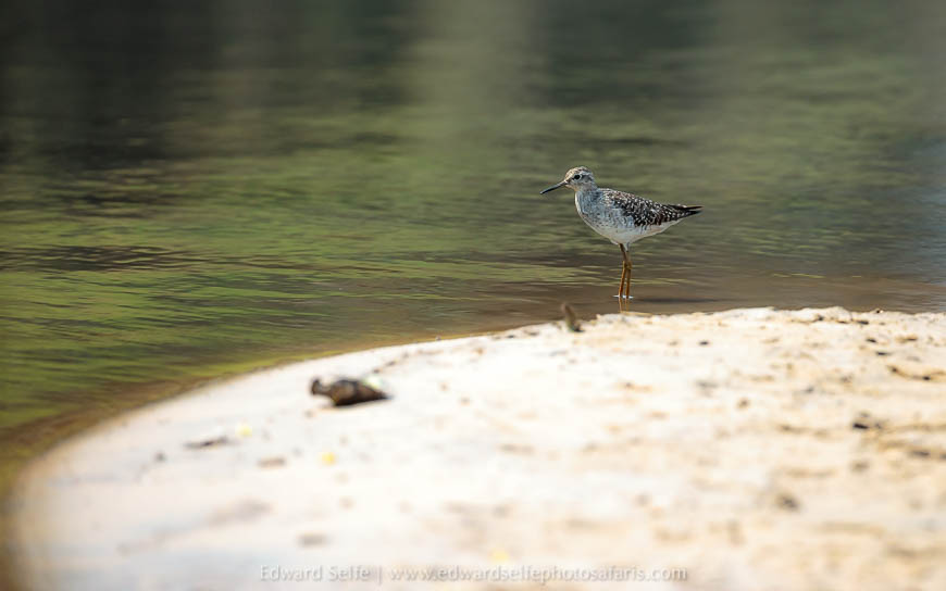Wildlife image from a photo safari with edward selfe.
