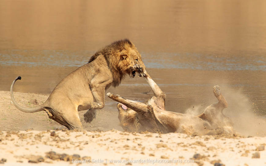 Wildlife image from photo safari with edward selfe in south luangwa national park.