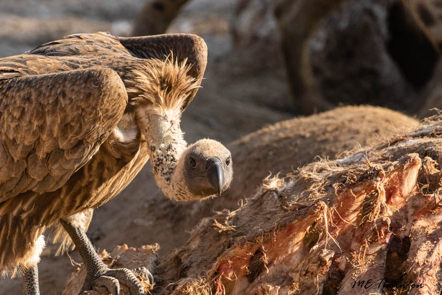 Wildlife image by michael thornton from photo safari in south luangwa with edward selfe.