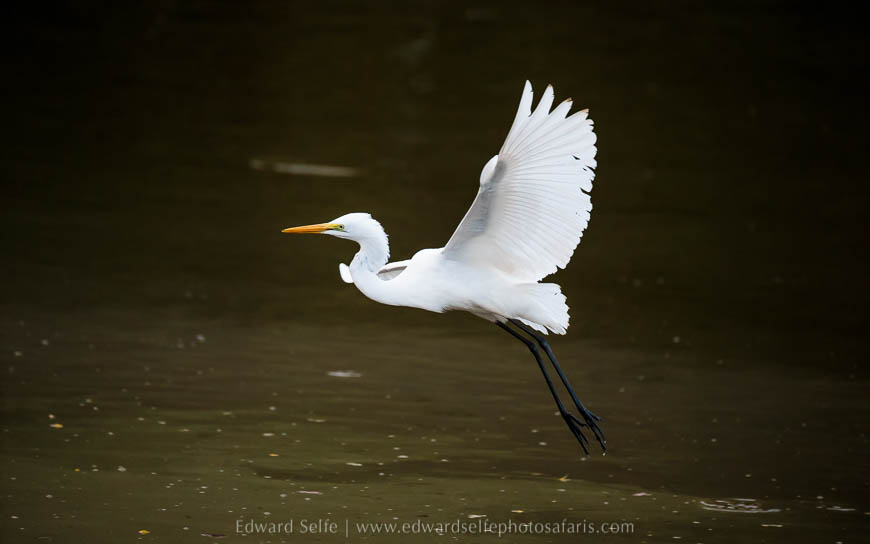 Wildlife image from photo safari with edward selfe.