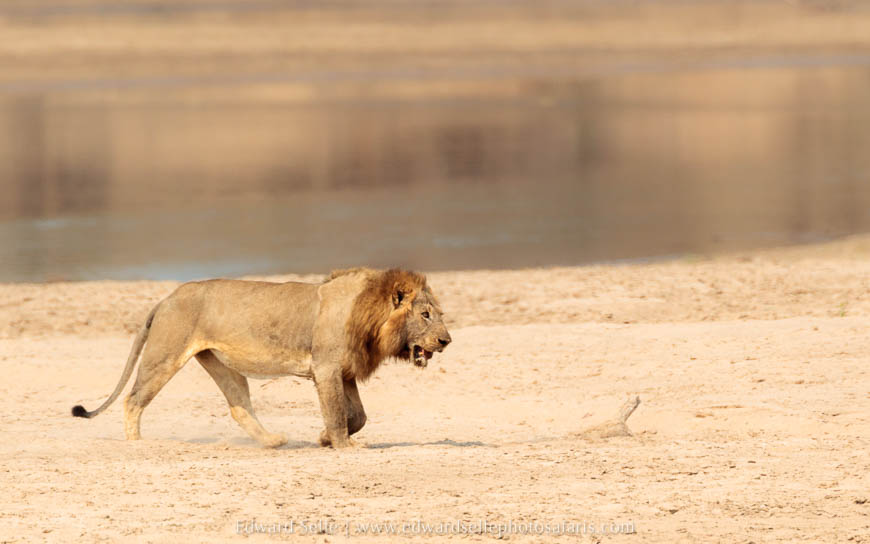 Wildlife image from photo safari with edward selfe in south luangwa national park.