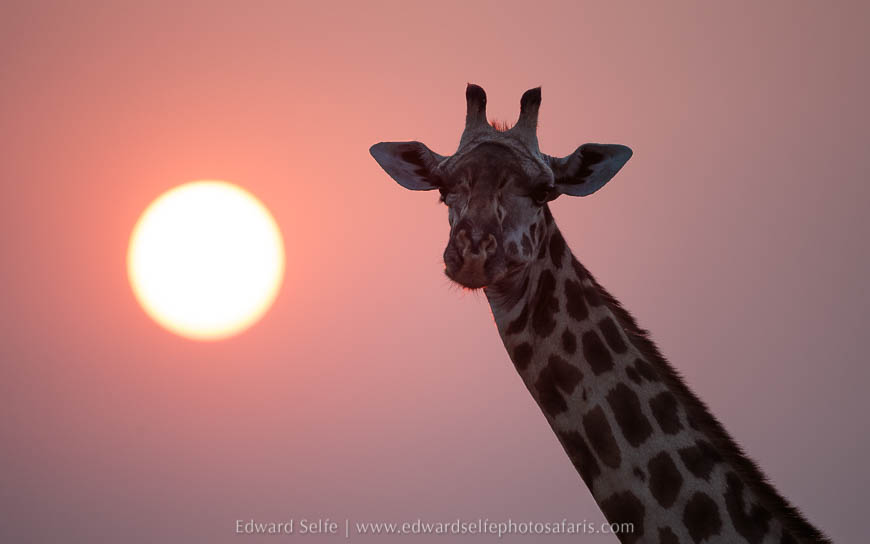 Giraffe at sunrise on photo safari with Edward Selfe in South Luangwa National Park./><figcaption align=justify