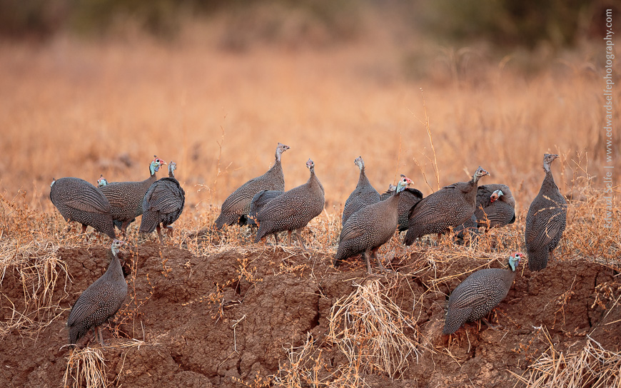 Guinea Fowl clamber up a bank from a water hole where theyve been drinking just before sunset.