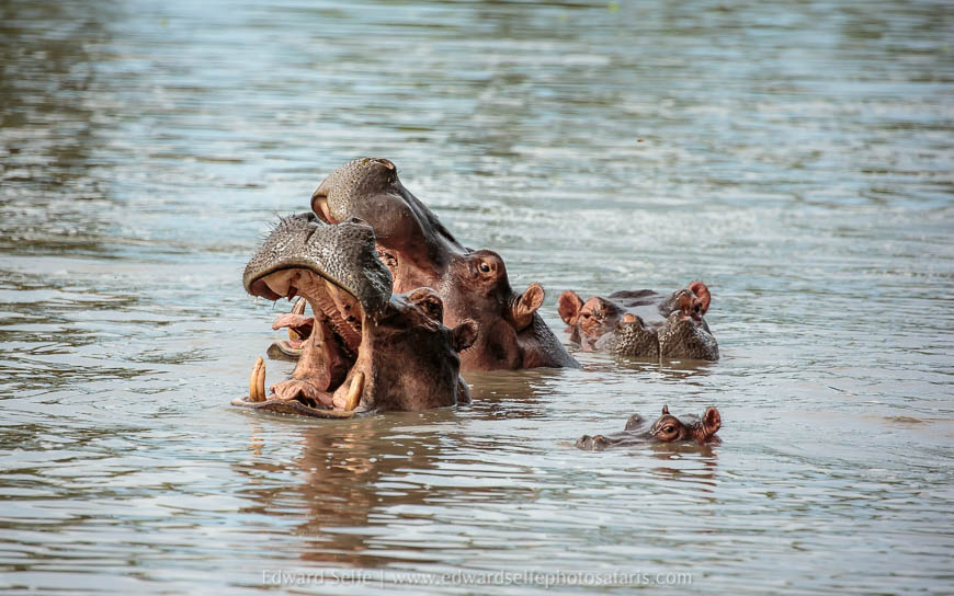 Wildlife image from photo safari with edward selfe.