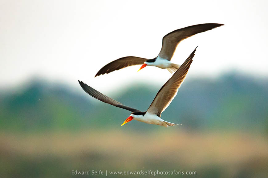 Wildlife image from a photo safari with edward selfe.
