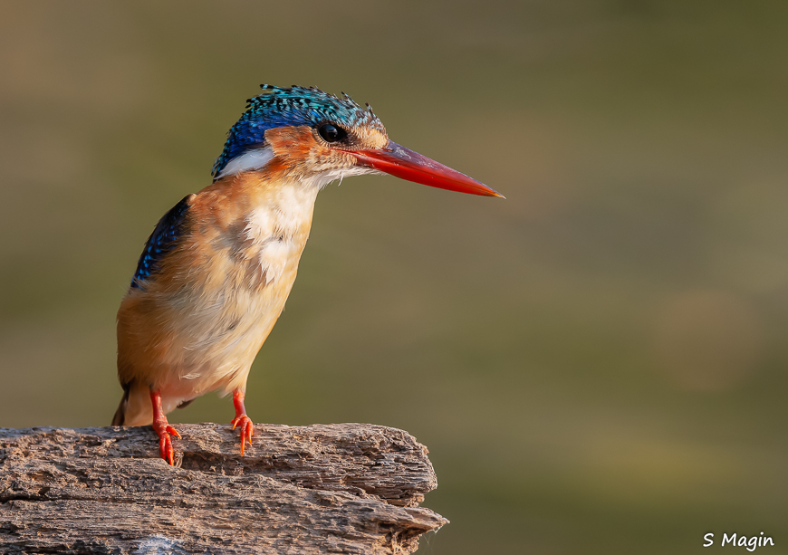 Wildlife image by Sharon Magin from photo safari in Zambia with Edward Selfe.