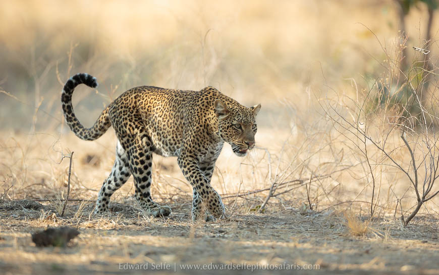 Leopard walks through beautiful undergrowth on photo safari with edward selfe in south luangwa national park.