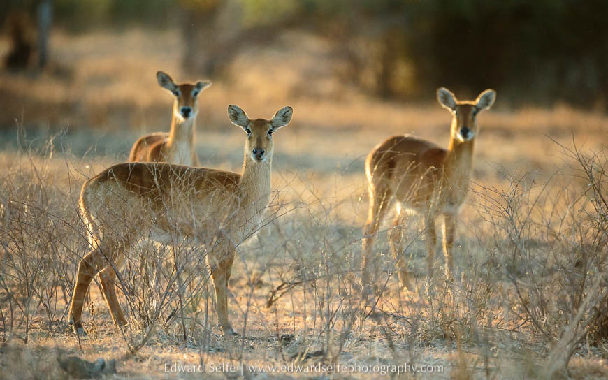 Backlit puku on photo safari in south luangwa national park.