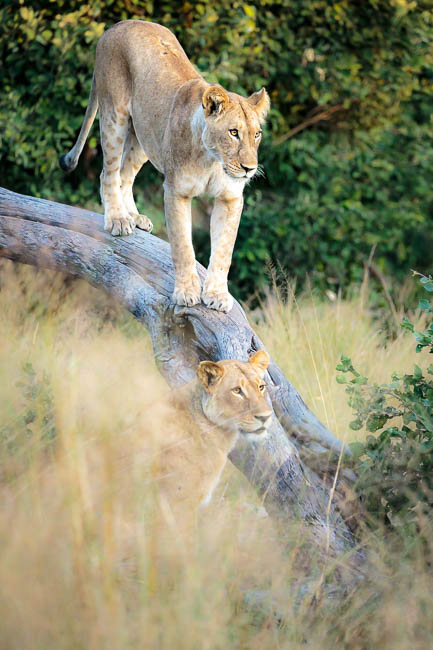 Images of wildlife from photo safari with edward selfe