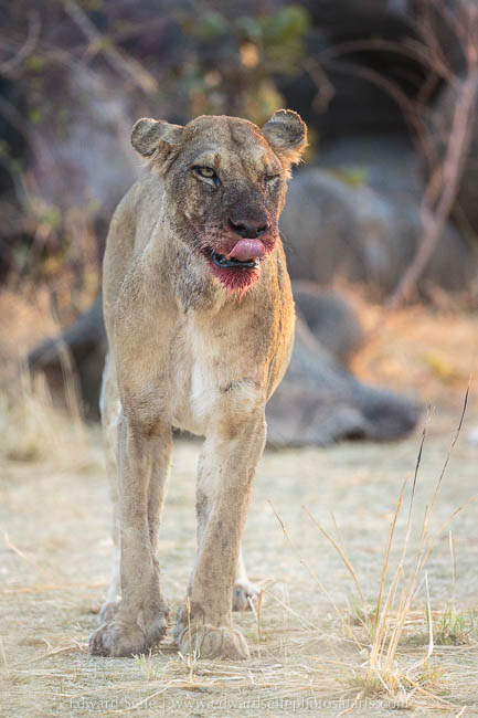 A lion feeds on an elephant photo safari with edward selfe in south luangwa national park.