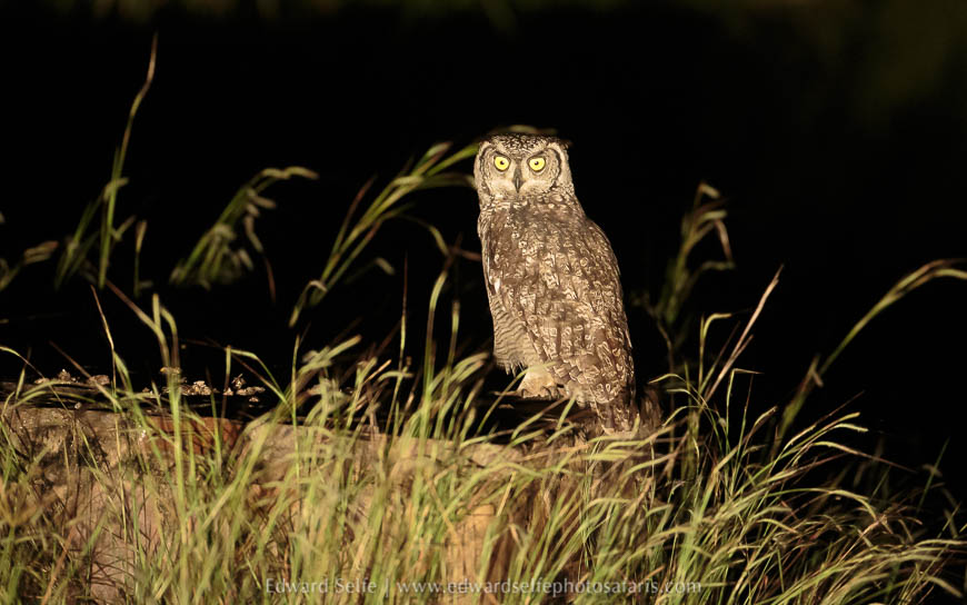 Wildlife image from photo safari in south luangwa with edward selfe.