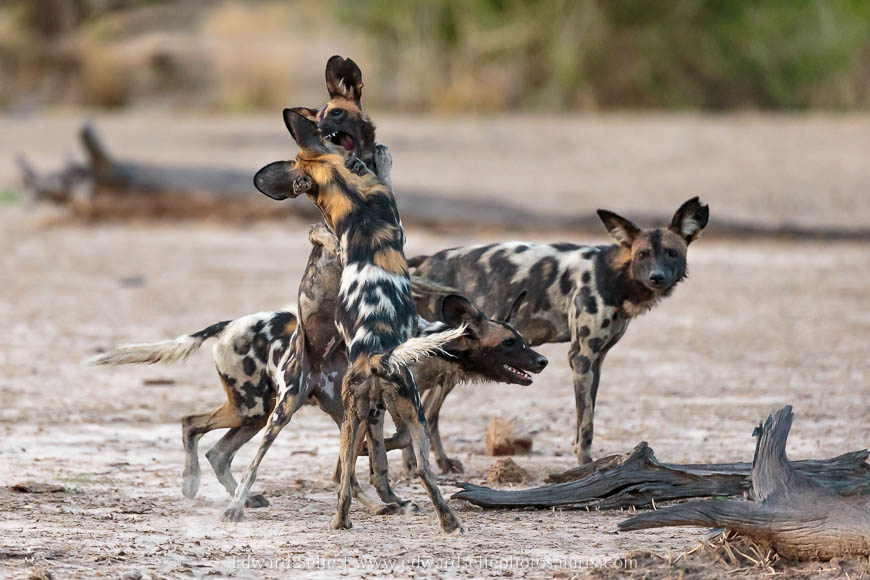 Wildlife image from a photo safari with edward selfe.