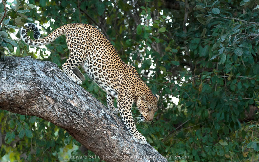 Wildlife image from photo safari with edward selfe in south luangwa national park.