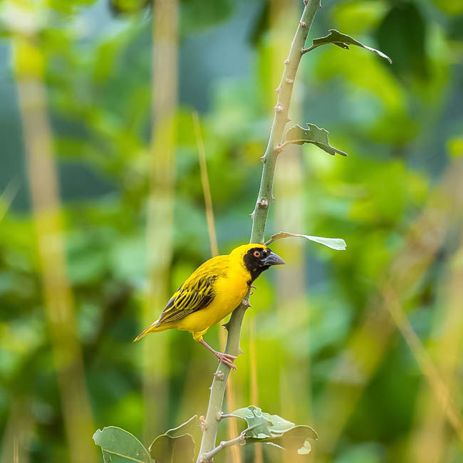 Wildlife image from South Luangwa by Mike White