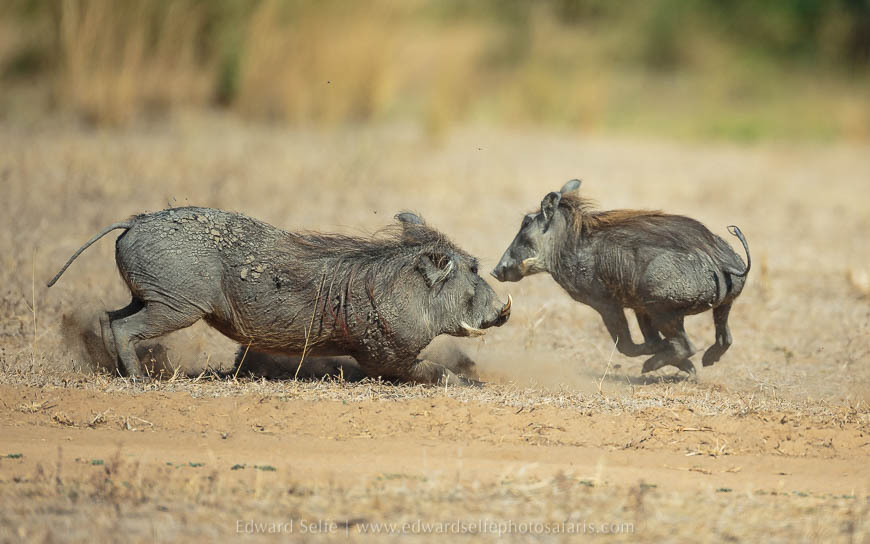 Wildlife image from photo safari with edward selfe in south luangwa national park.