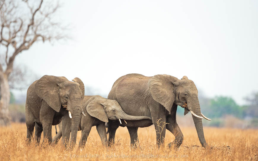 Wildlife image from photo safari with edward selfe in south luangwa national park.