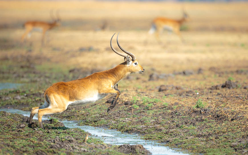Wildlife image from photo safari with edward selfe safaris.