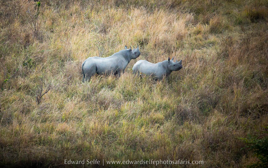 Wildlife image from photo safari with edward selfe.