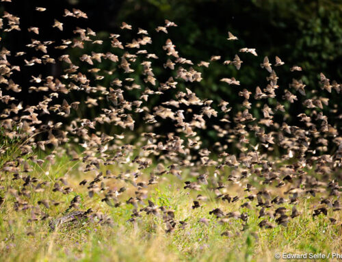 Wildlife: One morning in April