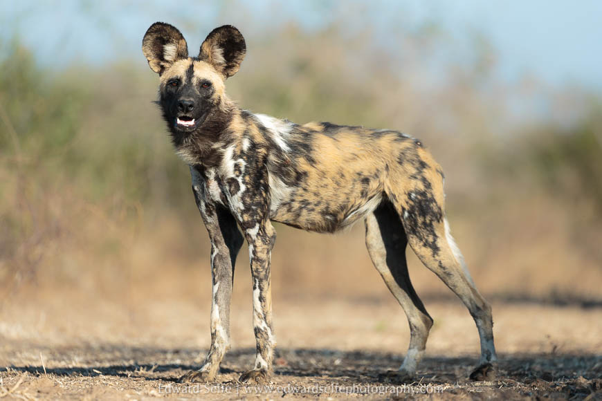 A wild dog portrait on photo safari in south luangwa national park.