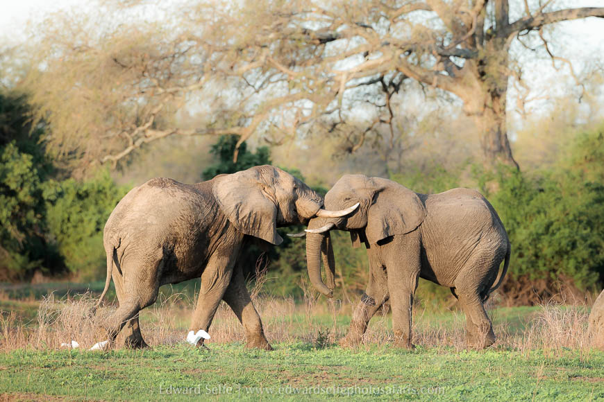 Wildlife image from photo safari with edward selfe in south luangwa national park.
