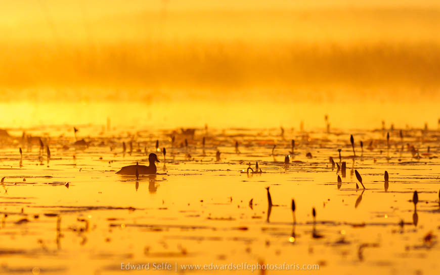 Wildlife image from photo safari with edward selfe.