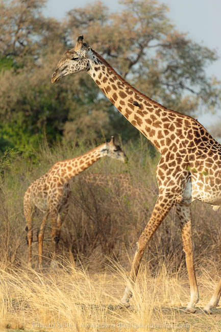 Wildlife image on photo safari with edward selfe in south luangwa national park.