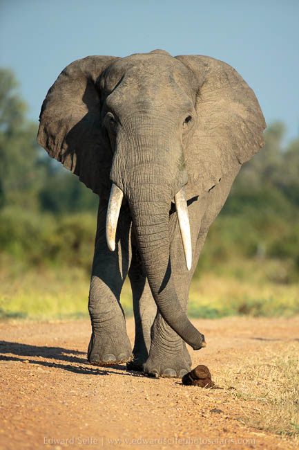 Wildlife image from photo safari with edward selfe.