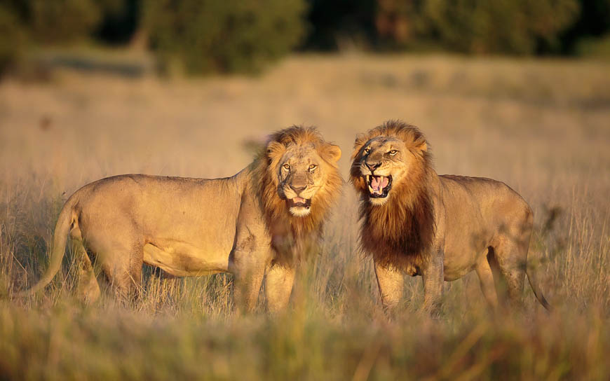 Images of wildlife from photo safari with edward selfe