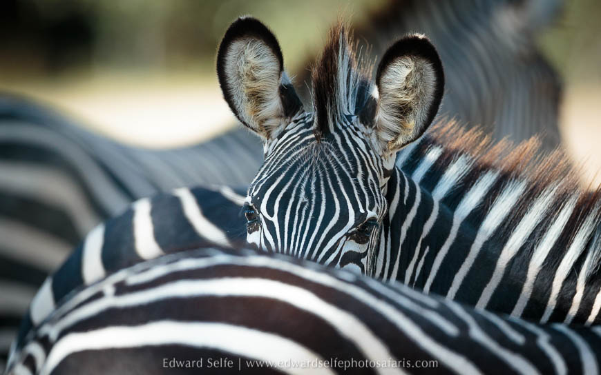 Wildlife image from photo safari with edward selfe in south luangwa national park.