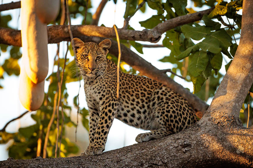 Images of wildlife from photo safari with edward selfe in the south luangwa np.
