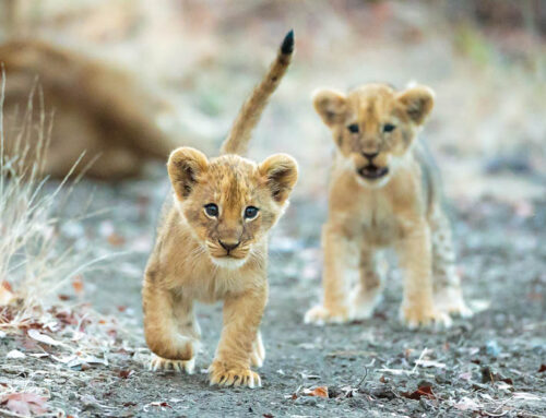 Know Your African Wildlife: Lions