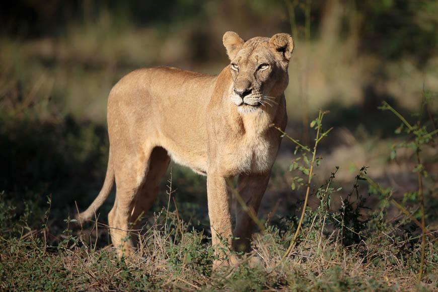 Images of wildlife from photo safari with edward selfe in south luangwa.
